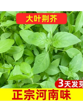【发芽率高】大叶荆芥菜种籽大全