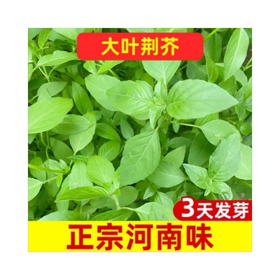 【发芽率高】大叶荆芥菜种籽大全