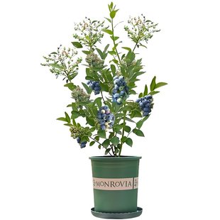 蓝莓树果苗盆栽蓝梅树特大号带果老桩室内阳台南北方耐寒四季果树