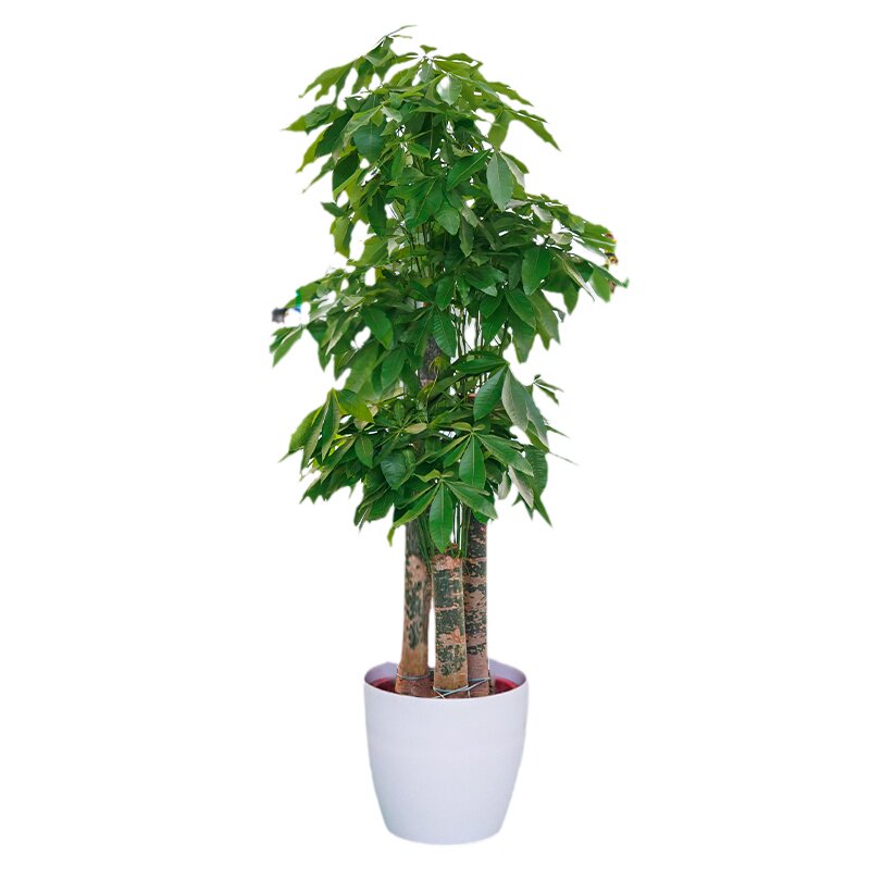 上海步步高发财树客厅大盆栽绿植大型室内植物大棵办公室同城配送