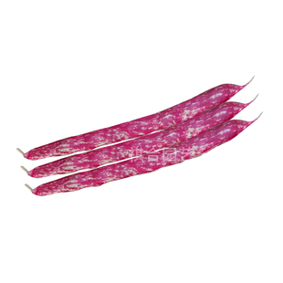 云南雀蛋豆种籽无架地豆麻雀豆红金钩油豆角花豆四季豆矮生蔬菜种