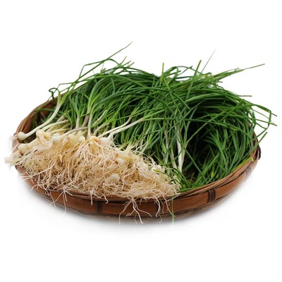野葱新鲜现挖包邮小沙葱湖南野菜