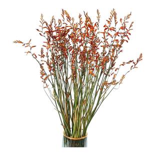 火焰兰干花喷泉草原生自然真花风干花束客厅装饰插花干枝拍摄道具