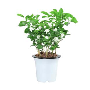 茉莉花苗盆栽带花苞栀子花卉植物室内绿植九里香浓香高颜值花好养