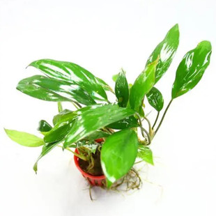 泰国丹麦榕大叶榕迷你活体水榕合集杯装新手入门水草阴性无需强光