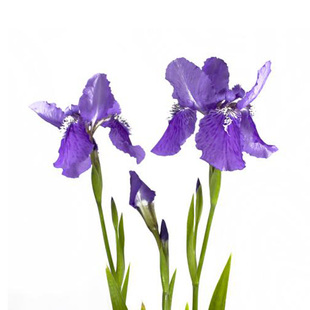 德国鸢尾花盆栽鸢尾苗地被花镜植物阳台庭院花卉绿植多年生蝴蝶花