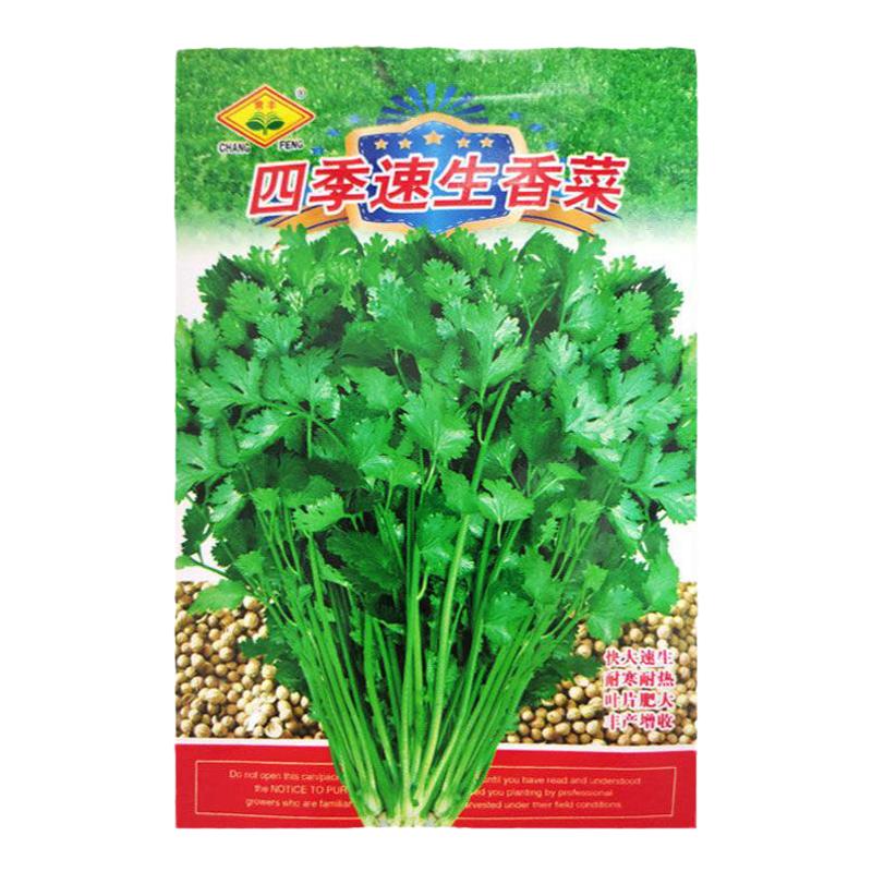 四季速生香菜种子农家香菜盆栽大叶芫荽种孑食用香菜籽种蔬菜种籽