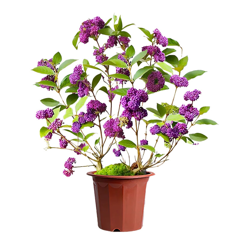 紫珠盆栽带果绿植盆景日本紫色珠桌面室内外庭院花园植物耐阴好养