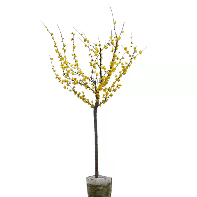 浓香型原生树型素心腊梅带花带土