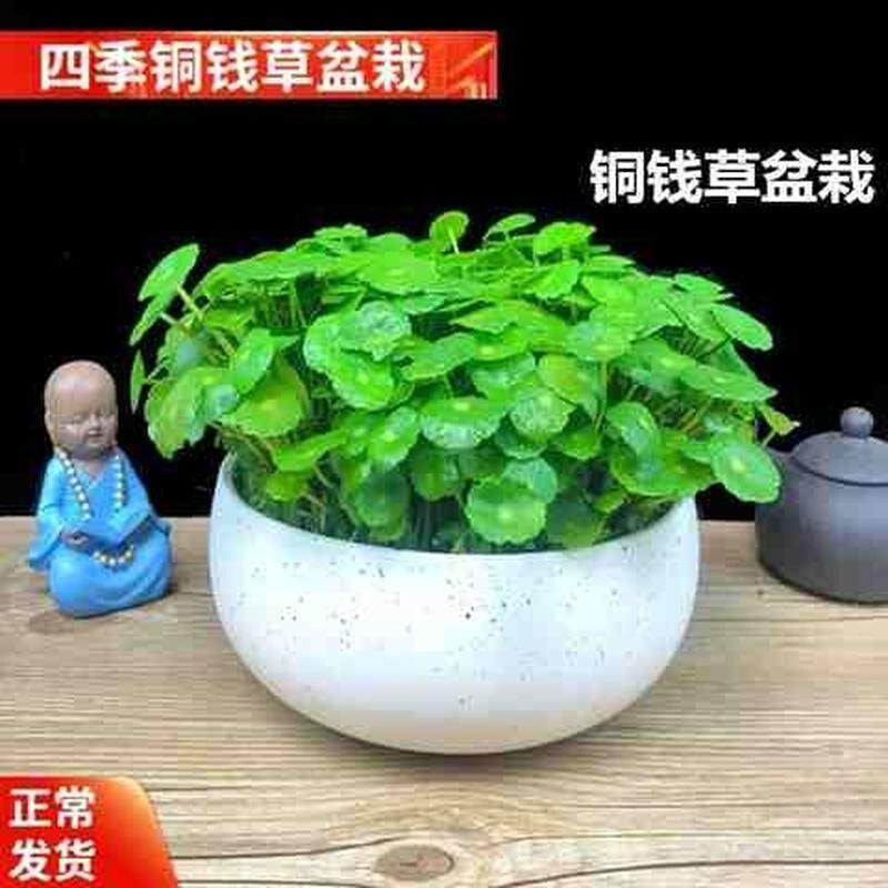 【四季水培土培铜钱草盆栽】金钱草水培植物花卉水养套餐送花盆