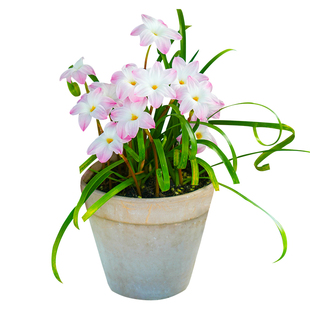 海蒂的花园风雨兰胖丽丽花期长耐热花苗阳台球根花卉盆栽种球植物