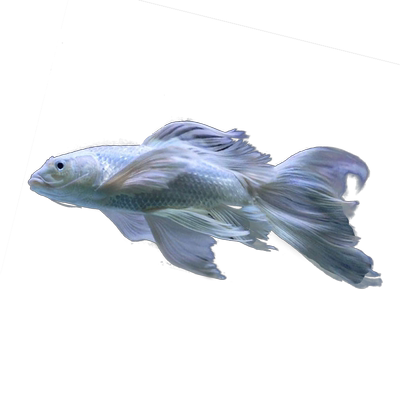 疯狂水草蝴蝶鲤纯种精品