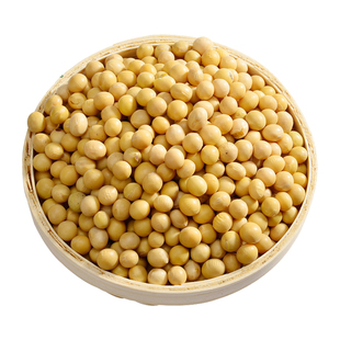 中黄37/39/13大豆黄豆种子籽孑大粒高产抗病抗倒伏国审基地大田