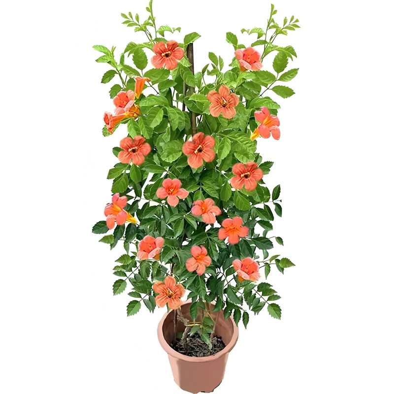 凌霄花树苗耐寒中华凌霄爬藤大苗