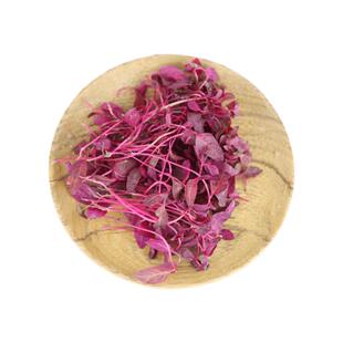 【槿馐】火红苗1盒 新鲜安曼红斯卡纳苗可食用芽苗菜摆盘装饰