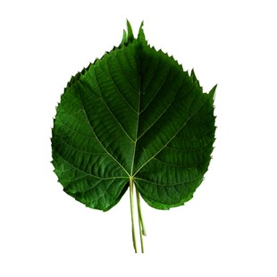 椴树叶新鲜散装50片100片包邮菠萝叶饼子粘豆包叶玻璃叶包粽子叶