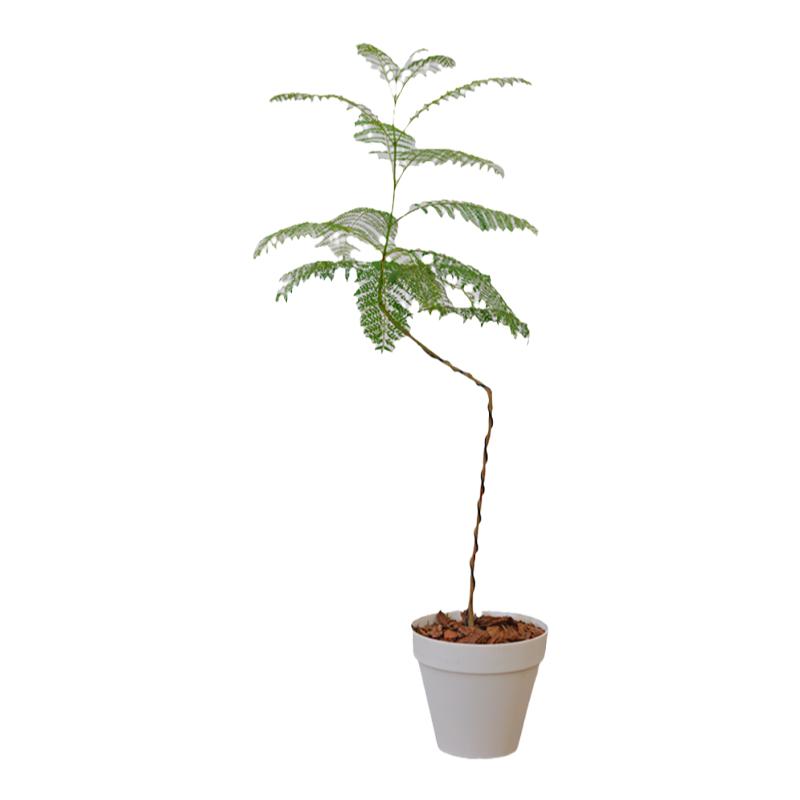 蓝花楹四季常绿美观好养净化空气