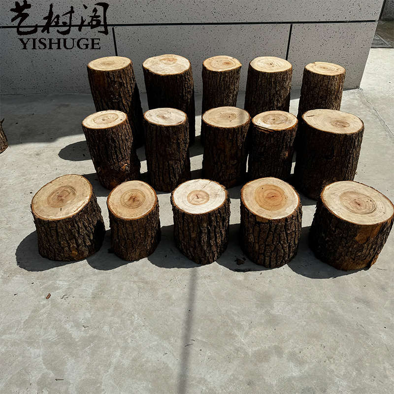 带皮香樟树段庭院客厅装饰原木茶几凳摆件树桩废弃旧树根木桩墩子