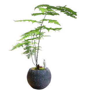 文竹盆景植物室内花好养四季常青办公室禅意绿植客厅桌面意境盆栽