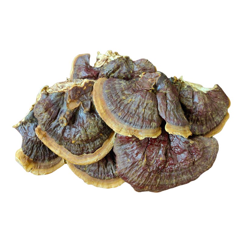 野生金边灵芝大号煮水煲汤料
