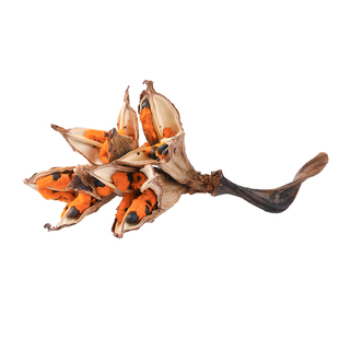 【稀有亮橙色种荚】天然渔人蕉果荚鹤望兰观赏摆件果实标本可收藏