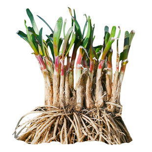 土韭菜种子籽种菲菜韭黄四季菜种盆栽根苗农家蔬菜种籽子孑阳台