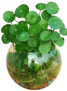 盆栽花卉水生铜钱草招财进宝摆件