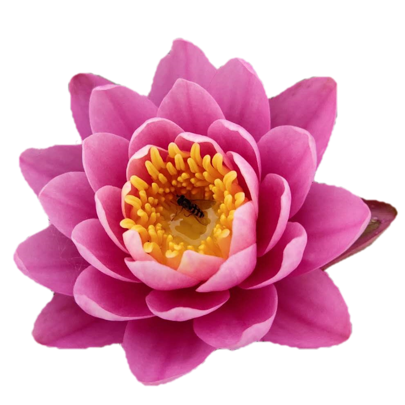 睡莲带花苞发货四季水养大睡莲种水生植物