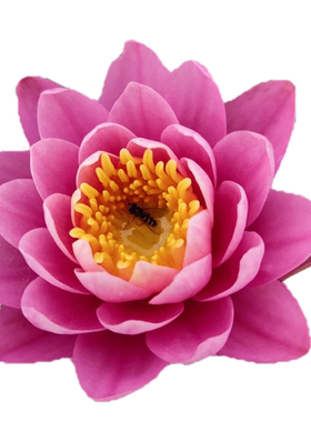 睡莲带花苞发货四季水养大睡莲种孑根块花苗耐寒荷花睡莲水培植物