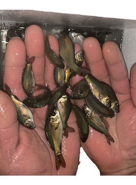 食用好养活德国大型淡水鱼