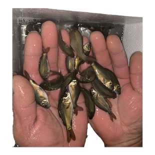 裸鲤鱼鱼苗无甲无磷小鲤鱼活体好养淡水德国境鲤养殖大食用裸斑苗