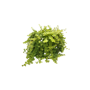 黄金串吊兰盆栽金叶过路黄室内阳台绿植观叶垂吊植物四季易爆盆