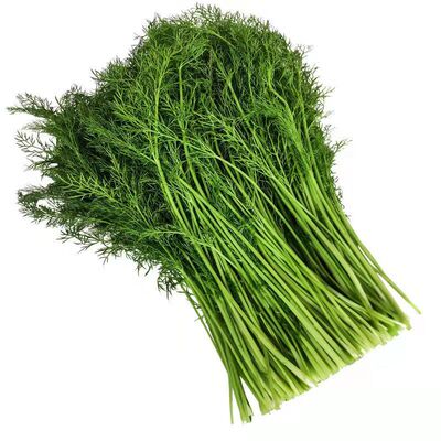 茴香菜新鲜茴香苗4斤头茬荤香嫩叶小茴香饺子馅蔬菜包邮山东农家