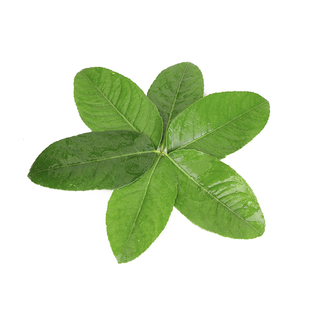 柠檬叶新鲜青柠叶泰国香料冬阴功汤原料鱼生佐料饮品柠檬奶茶原料