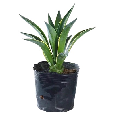 金边龙舌兰盆栽好养全日照观叶