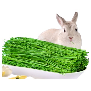 提摩西草兔子晒干草食用兔粮北提牧草饲料荷兰猪龙猫25年烘干粮草