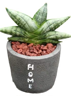 迷你佛手虎皮兰稀有品种基地植物