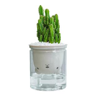 水培仙人掌盆栽万重山室内仙人球多肉办公室桌面好养绿植物盆景