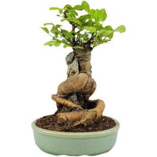 一物一拍抱石小叶榔榆附石榆树盆景窗台阳台办公桌盆栽茶台摆件