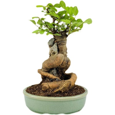 抱石榔榆盆景盆栽云栖园根好易养