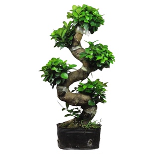 大型小叶榕树S造型8字盆景盆栽室内客厅植物人参榕树苗老桩绿植