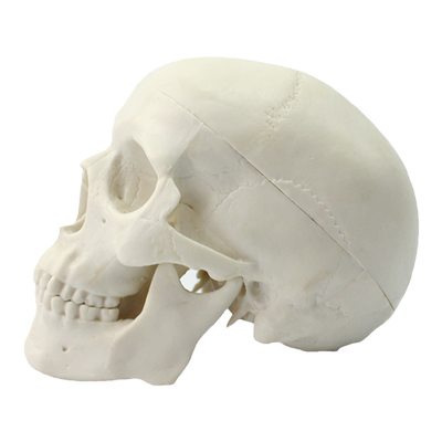 为专业人重新设计的头骨模型
