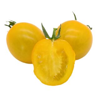 夏洛特黄色小番茄种子种籽苗秧青甜2二号千禧圣女果蔬菜果苗秧苗