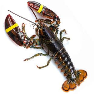 波龙鲜活特大龙虾新鲜小龙虾青澳龙帝王蟹大连海鲜水产波士顿龙虾