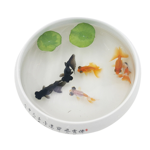 红草鱼饲料鱼冷水鱼淡水鱼摆地摊好养活小金鱼观赏鱼小型金鱼活鱼