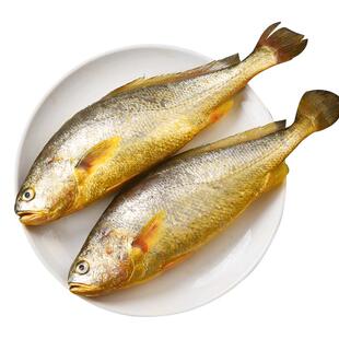 大黄花鱼新鲜冷冻生鲜小黄花鱼宁德深海鱼黄鱼鲞海鲜鱼类整箱商用