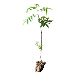 正宗九叶青花椒树苗藤椒苗绿花椒麻椒苗大红袍花椒食用苗地栽耐寒