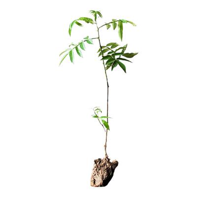 正宗九叶青花椒树苗藤椒苗绿花椒麻椒苗大红袍花椒食用苗地栽耐寒