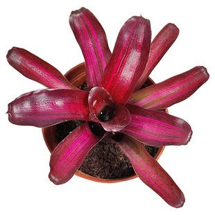 姬积水凤梨水陆雨林缸爬虫蜥蜴箱红色造景琳达火球彩叶附生小植物