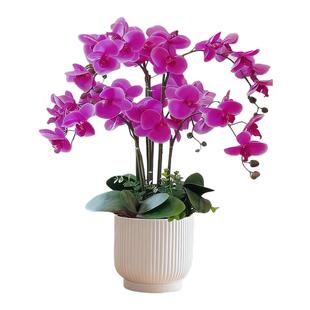 蝴蝶兰花苗带花剑盆栽兰花大苗客厅室内四季开植物花卉鲜花好养活